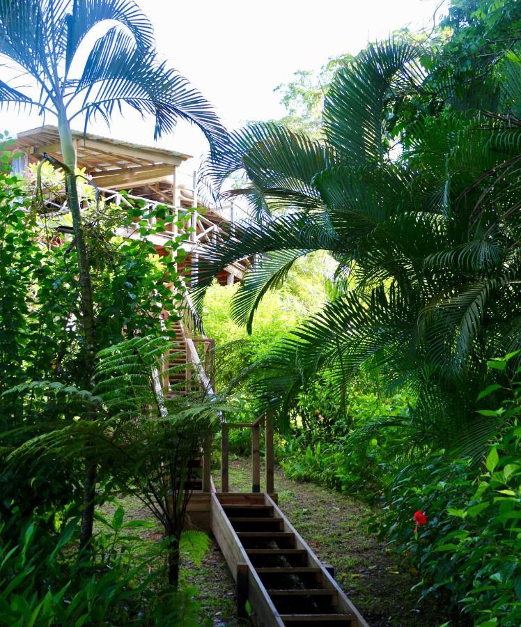 Eden Jungle Lodge Bocas del Toro Extérieur photo