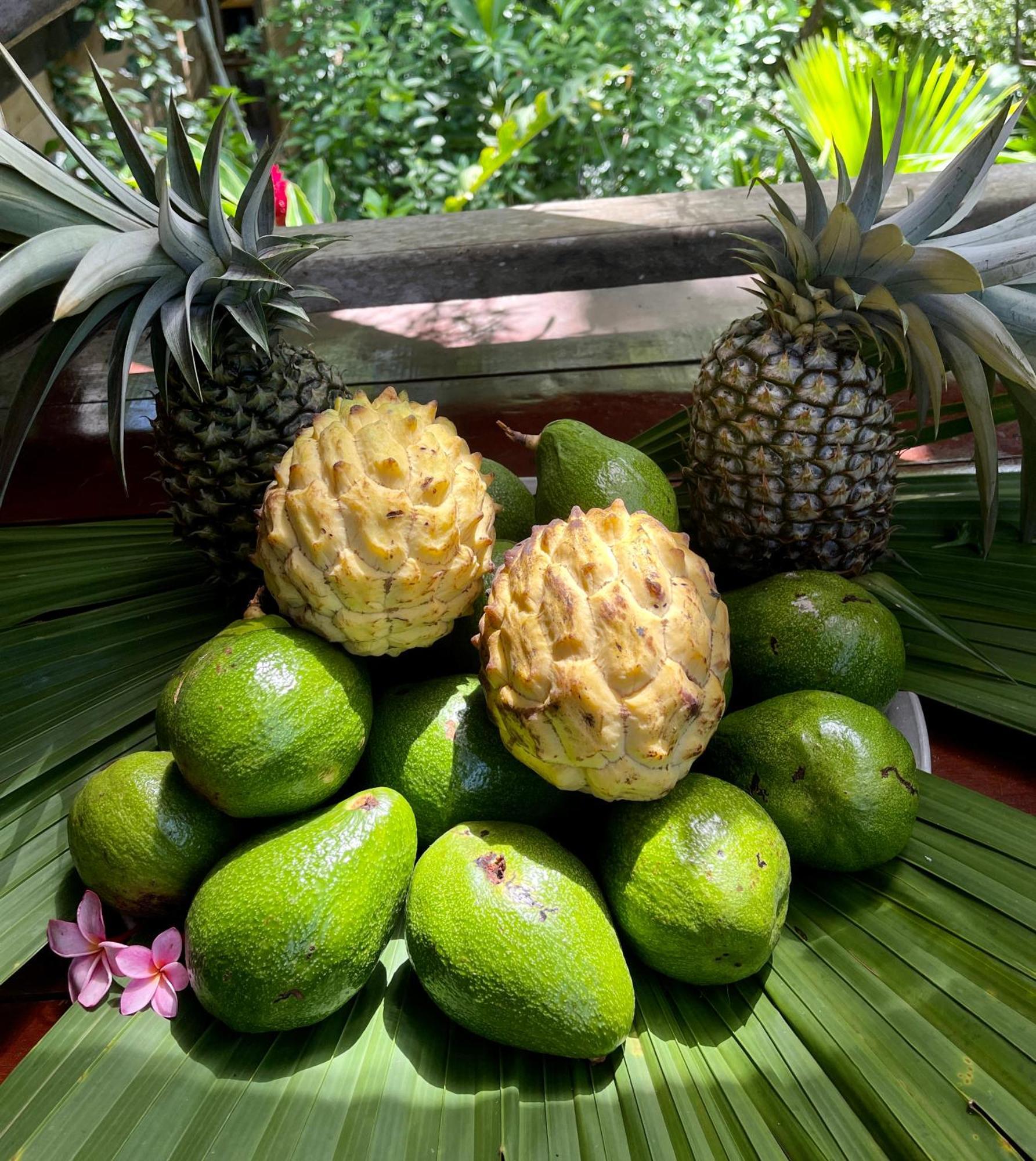 Eden Jungle Lodge Bocas del Toro Extérieur photo