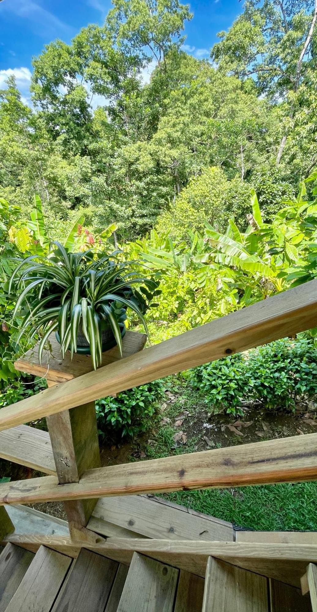 Eden Jungle Lodge Bocas del Toro Extérieur photo
