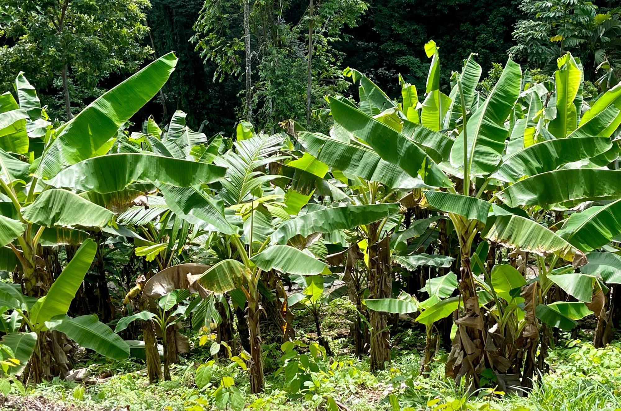 Eden Jungle Lodge Bocas del Toro Extérieur photo