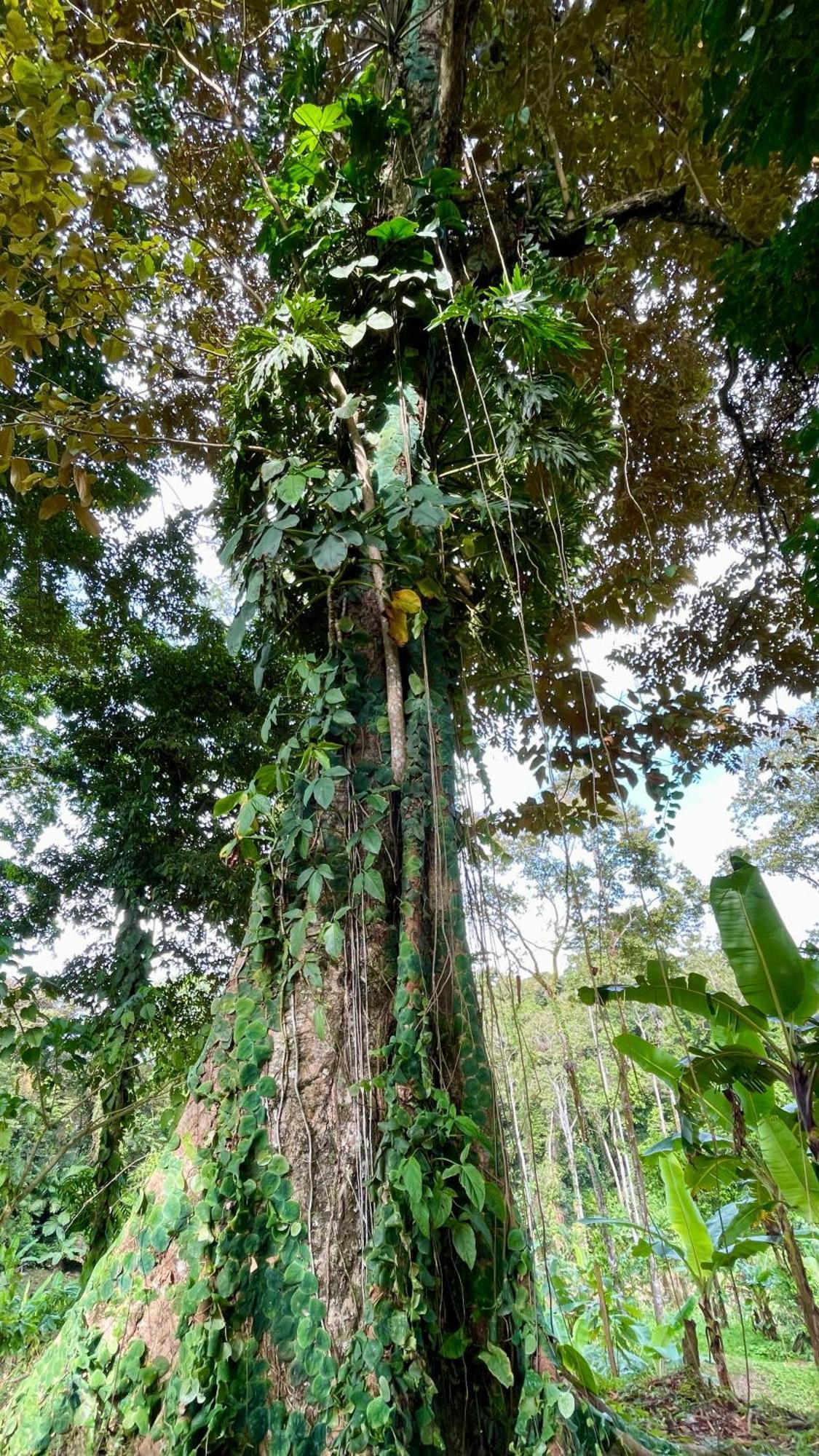 Eden Jungle Lodge Bocas del Toro Extérieur photo
